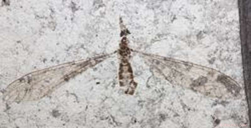 54‑Million‑Year‑Old Fossil Fly Eyes Reveal New Evolutionary Insight into Vision