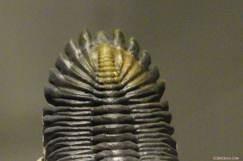 54‑Million‑Year‑Old Fossil Fly Eyes Reveal New Evolutionary Insight into Vision