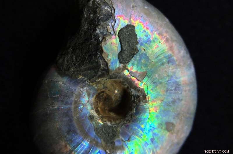 How Biominerals Are Made: Nature s Timeless Blueprint Evolved Multiple Times