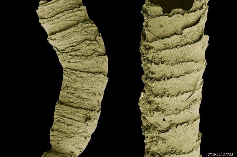 How Biominerals Are Made: Nature s Timeless Blueprint Evolved Multiple Times