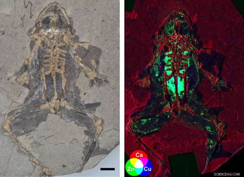 Scientists Unveil Advanced Technique for Accurate Reconstruction of Extinct Animals