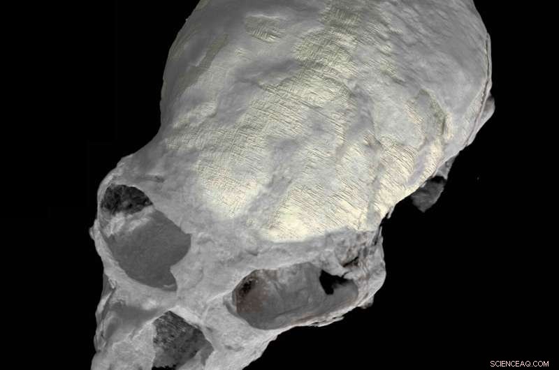New 20-Million-Year-Old Skull Reveals Complex Brain Evolution in Early Primates