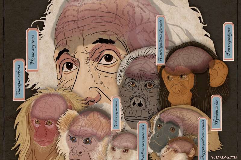 New 20-Million-Year-Old Skull Reveals Complex Brain Evolution in Early Primates