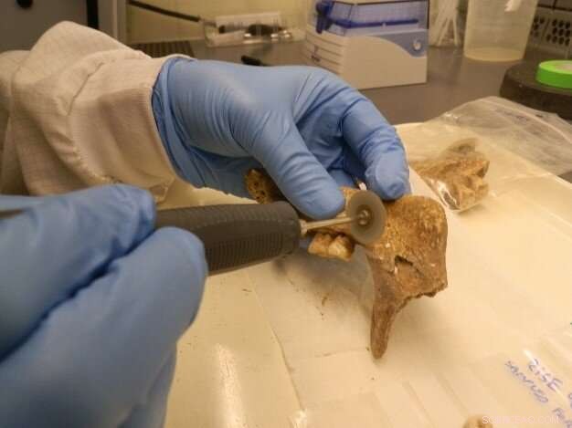 The Nordic Bronze Age Drew Diverse Migrants to Denmark