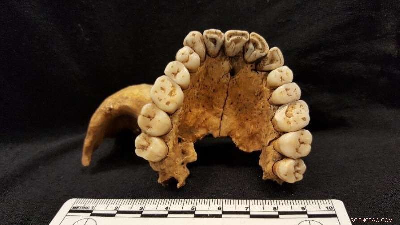 The Nordic Bronze Age Drew Diverse Migrants to Denmark