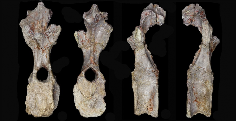 Scientists Discover World’s Oldest Known Stegosaur Species