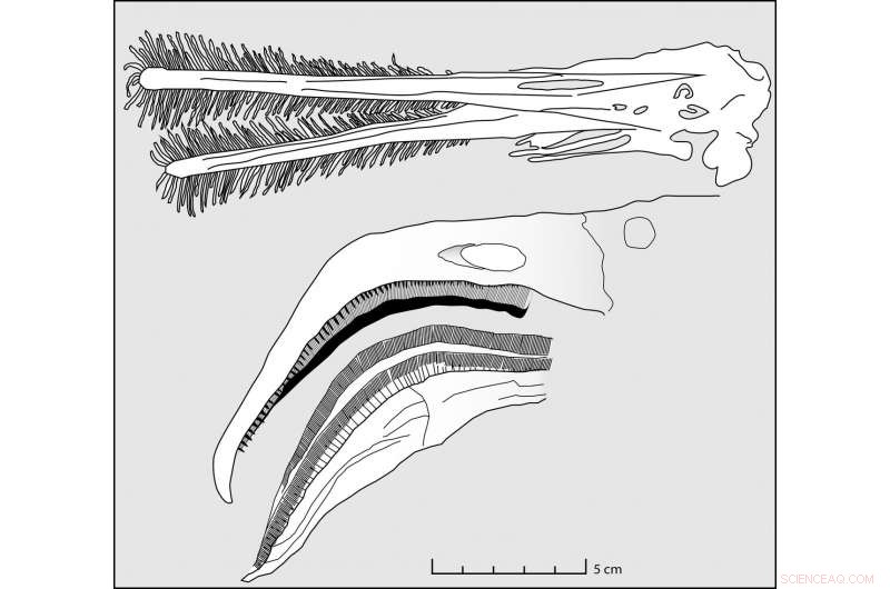 Late Jurassic Pterosaurs: Filter‑Feeding Giants Mirroring Modern Flamingos