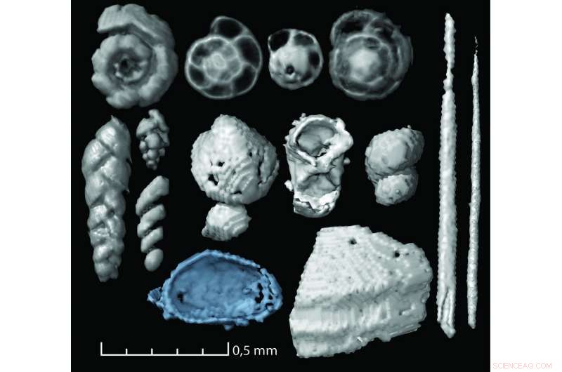 Late Jurassic Pterosaurs: Filter‑Feeding Giants Mirroring Modern Flamingos