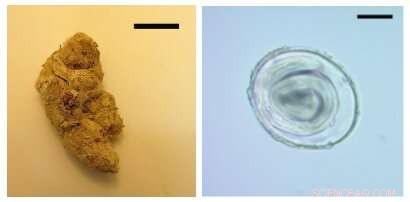 Pleistocene Puma Feces Unearths Earliest Known Parasite DNA