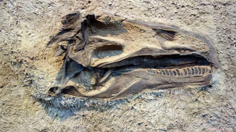 New Fossil Studies Reveal Dinosaur Color Secrets: How Paleontologists Are Redefining the Prehistoric Palette