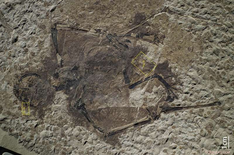 New Fossil Studies Reveal Dinosaur Color Secrets: How Paleontologists Are Redefining the Prehistoric Palette