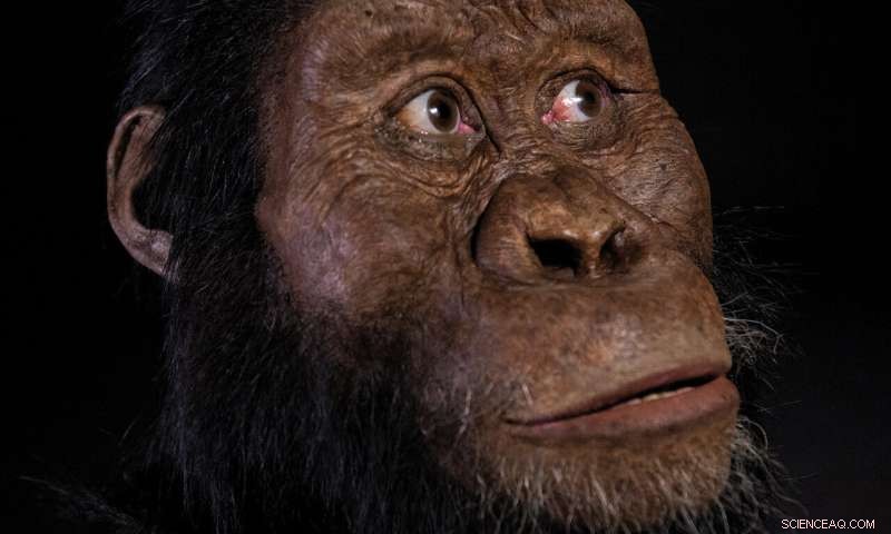 New 3.8‑Myr Ethiopian Fossil Reconstruction Illuminates Lucy’s Ancestral Face