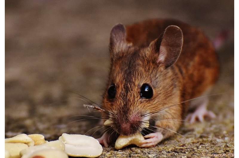 New Fossil Discovery Reveals Early Mouse Migration from Asia to Africa