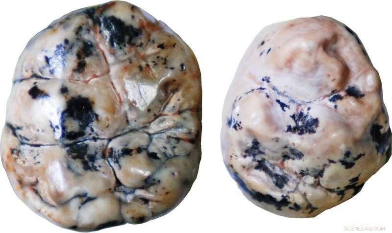 Ancient Human Ancestors Breastfed Longer Than Modern Relatives, Study Finds