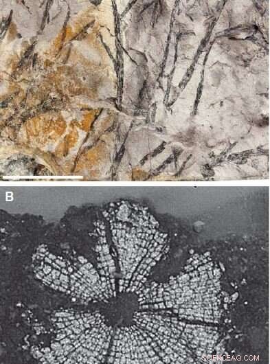 Unveiling the World s Oldest Woody Plant Fossil: Insights into Early Plant Evolution