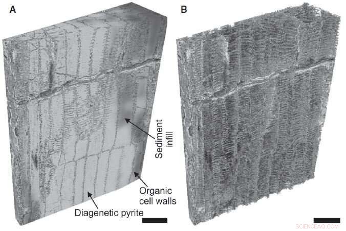 Unveiling the World s Oldest Woody Plant Fossil: Insights into Early Plant Evolution