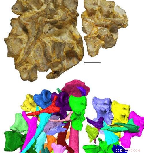 Bristol Student Names Newly Discovered Welsh Reptile Species