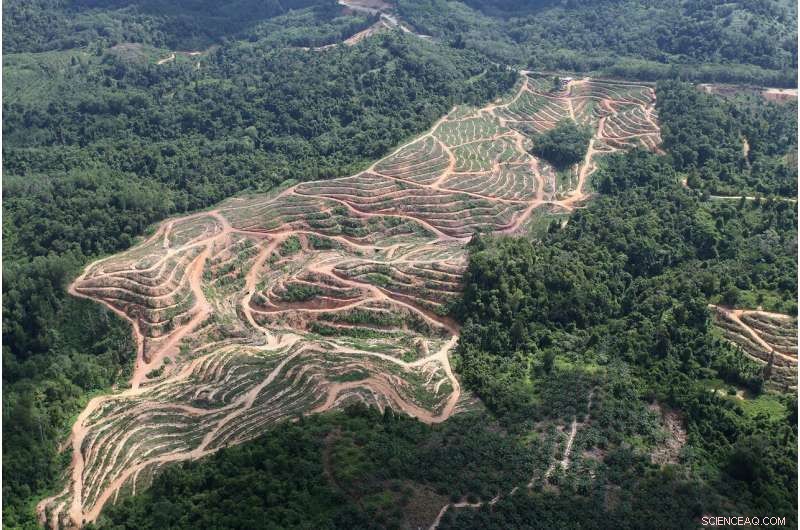 Economists Warn: Unintended Consequences of Palm Oil Deforestation Policies