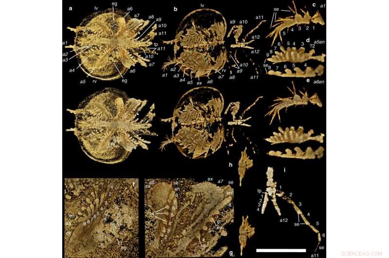 X‑ray Imaging Uncovers 3‑D Soft Anatomy of 500‑Million‑Year‑Old Kunmingella