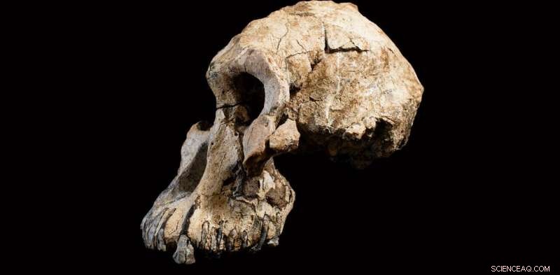 New 3.8‑Myr Skull Sheds Fresh Light on Human Evolution
