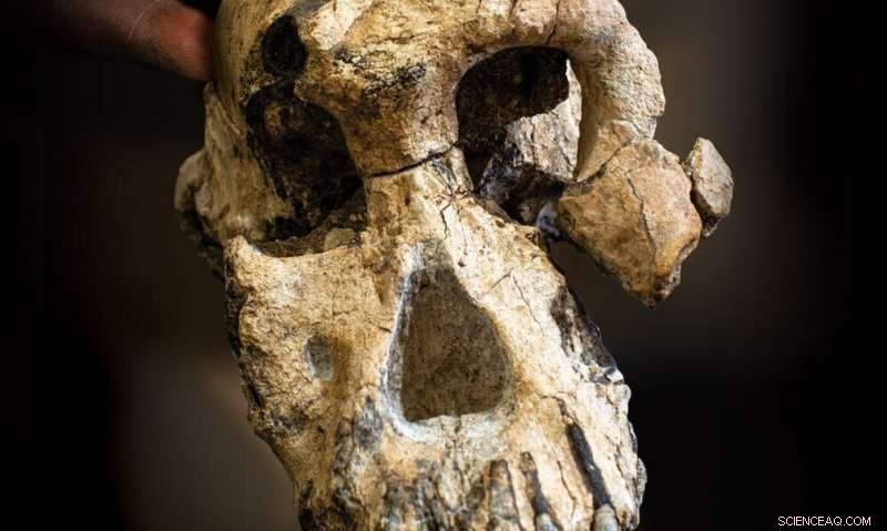 New 3.8‑Myr Skull Sheds Fresh Light on Human Evolution