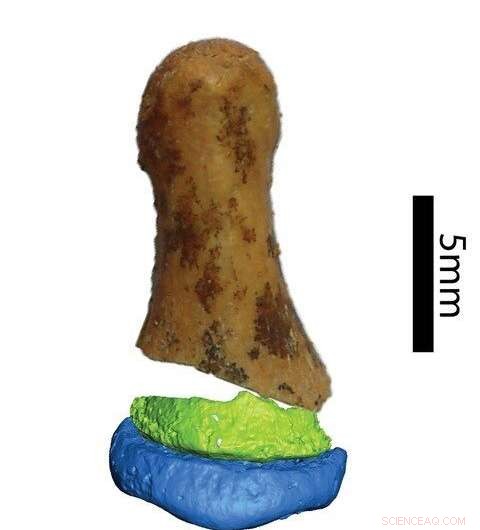 Denisovan Finger Bones Resemble Modern Humans More Than Neanderthals