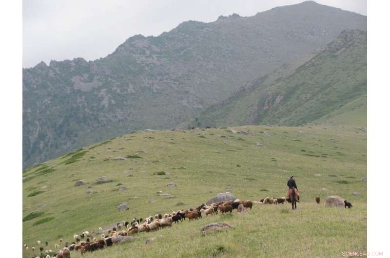 Millet’s Early Global Spread Tied to Livestock Herding, Study Finds