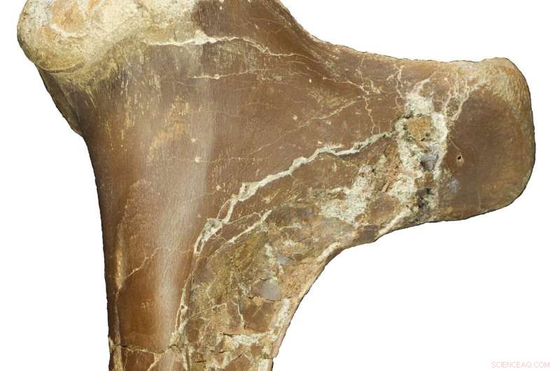 Newly Discovered Pterosaur Cryodrakon boreas: One of the Largest Flying Reptiles Ever