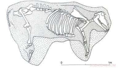 Bronze Age Livestock Transport Reveals Deep Human‑Animal Bonds