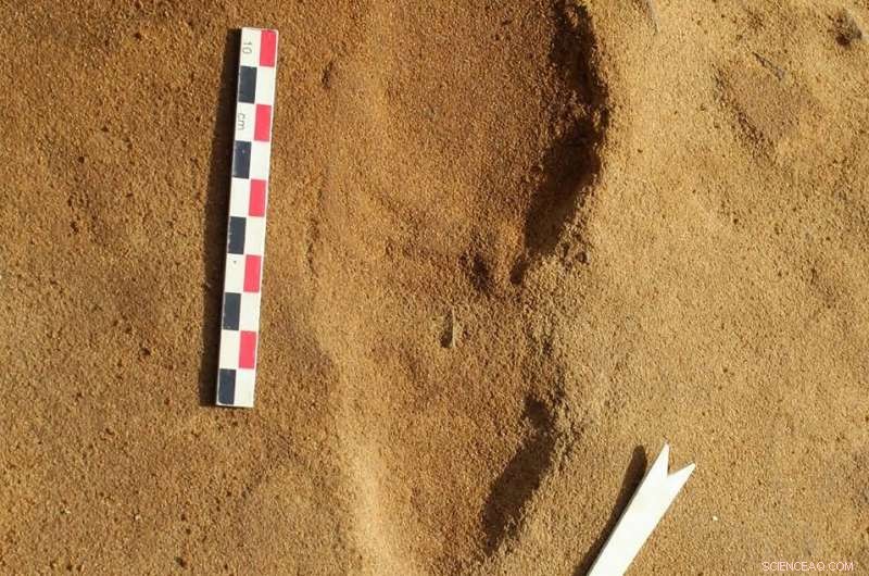 Unveiling Neanderthal Life: 257 Ancient Footprints from Normandy Shed Light on Their Social Structure