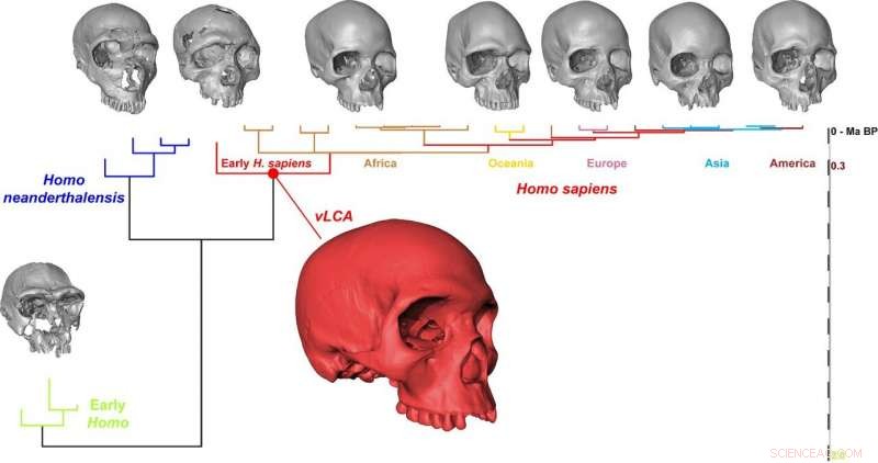 Revealing the Skull of Our Oldest Human Ancestor: A Virtual Reconstruction