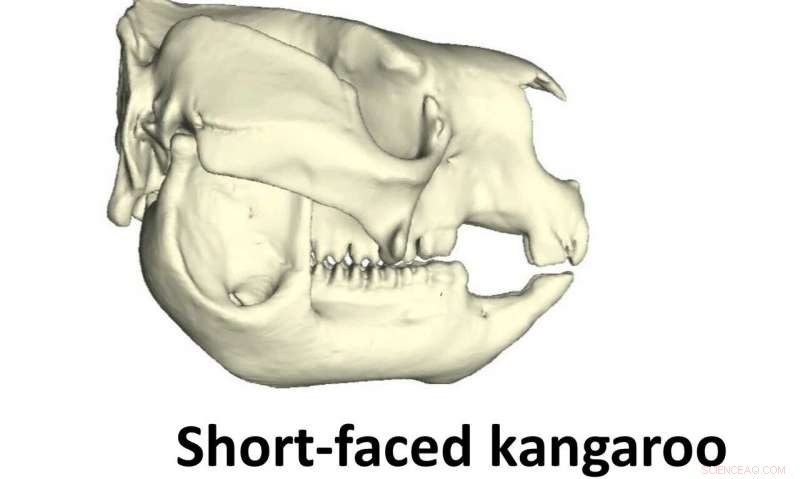 New Study Finds Ancient Australian Short-Faced Kangaroo Resembled a Giant Panda