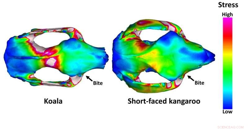 New Study Finds Ancient Australian Short-Faced Kangaroo Resembled a Giant Panda