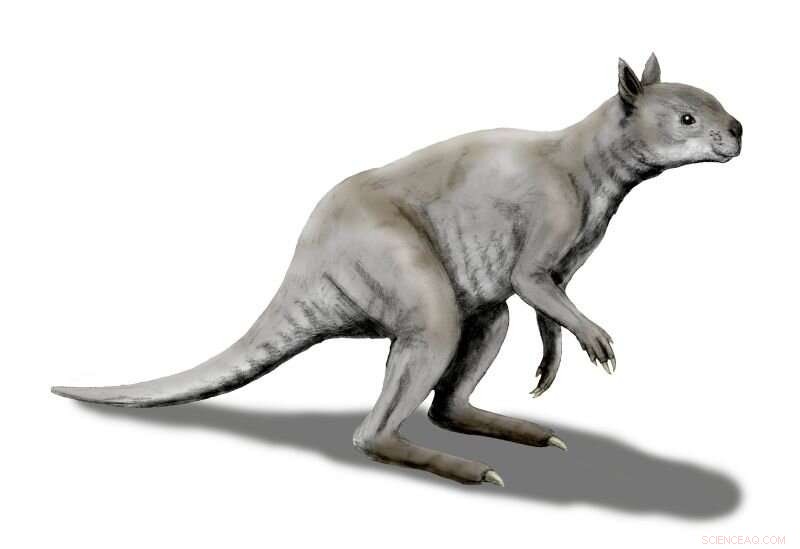New Study Finds Ancient Australian Short-Faced Kangaroo Resembled a Giant Panda