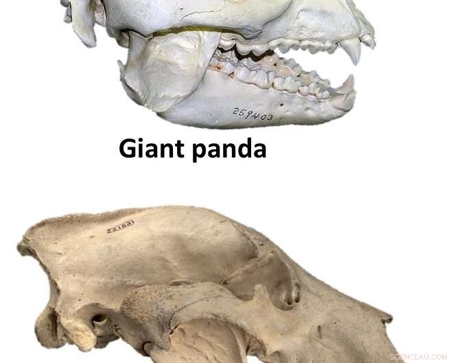 New Study Finds Ancient Australian Short-Faced Kangaroo Resembled a Giant Panda
