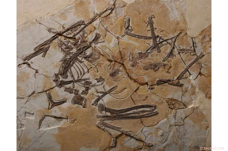 New Study Uncovers How Early Cretaceous Paraves Achieved Kinetic Skulls