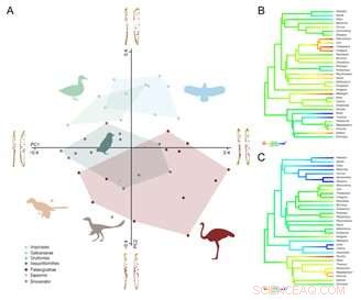 New Study Uncovers How Early Cretaceous Paraves Achieved Kinetic Skulls