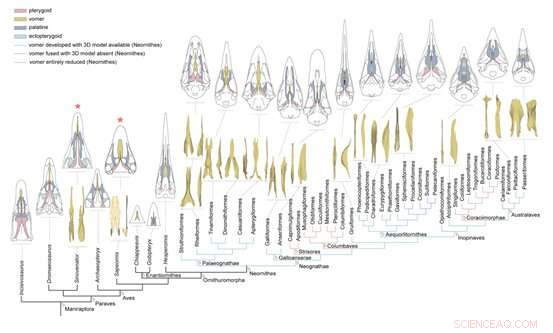 New Study Uncovers How Early Cretaceous Paraves Achieved Kinetic Skulls