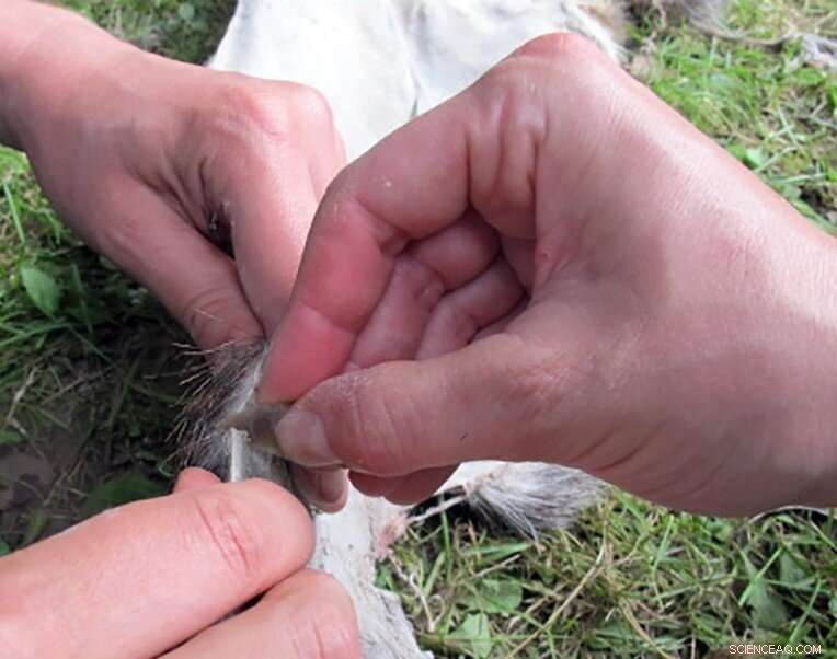 Early Humans Used Miniature Flint Surgical Tools to Butcher Elephants