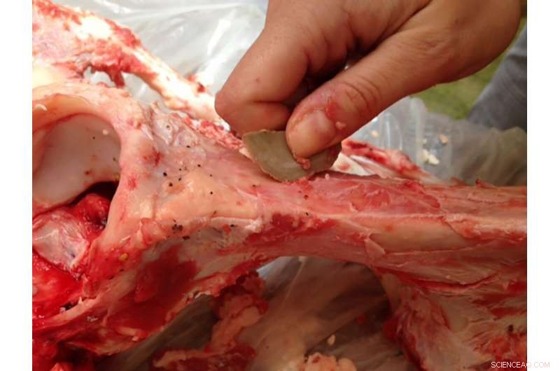 Early Humans Used Miniature Flint Surgical Tools to Butcher Elephants