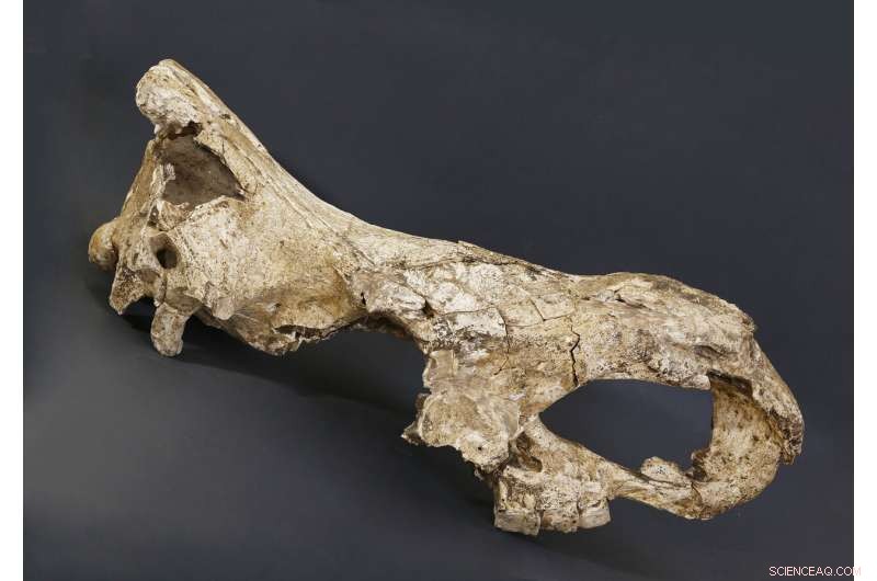 New Genetic Breakthrough from 1.7‑Myr Rhino Tooth Could Unlock Evolutionary Secrets