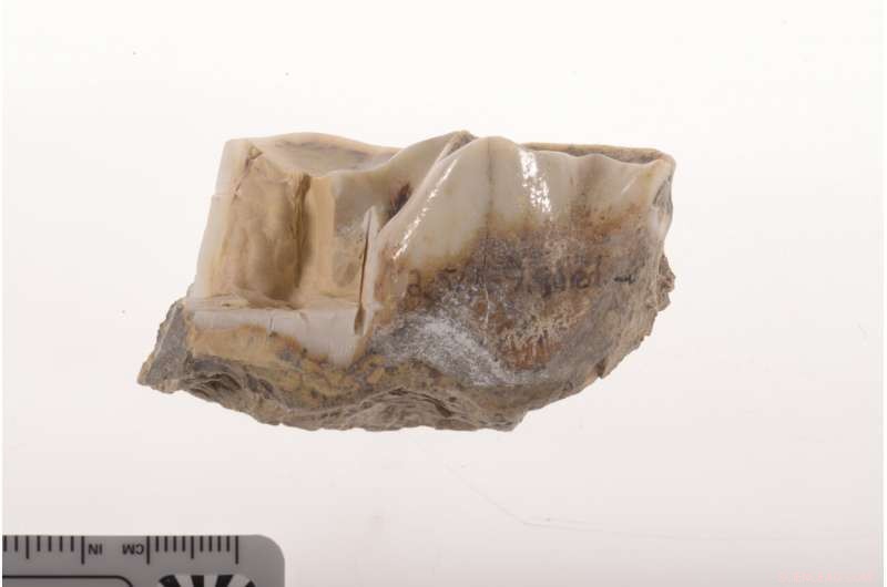 New Genetic Breakthrough from 1.7‑Myr Rhino Tooth Could Unlock Evolutionary Secrets