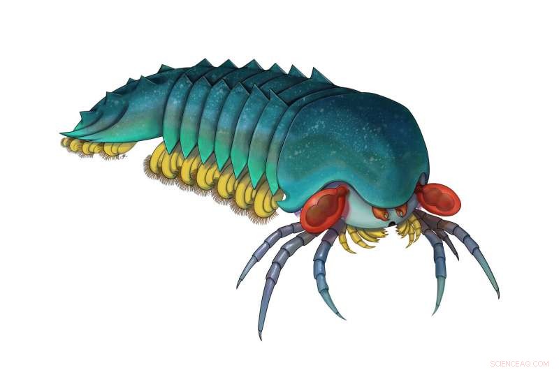 Discovery of 500‑Million‑Year‑Old Mollisonia Illuminates Early Evolution of Scorpions and Spiders