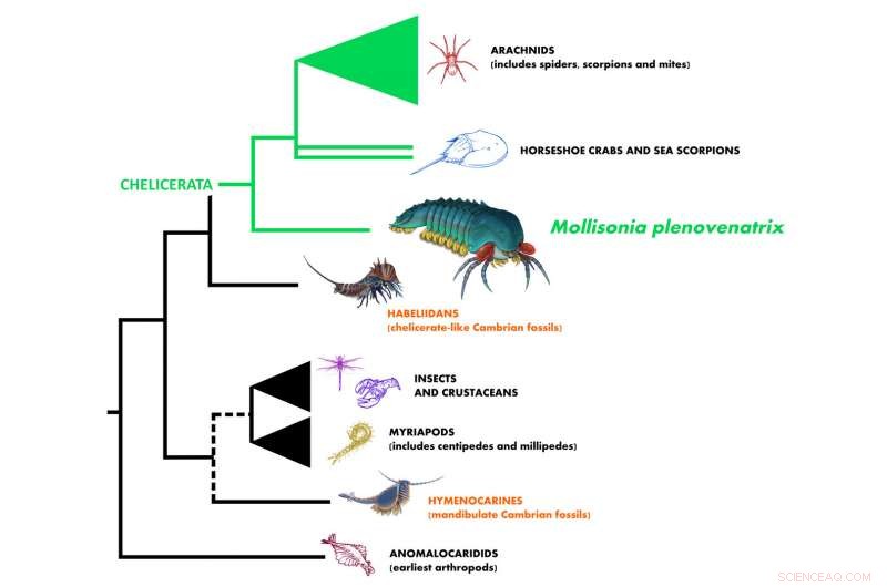 Discovery of 500‑Million‑Year‑Old Mollisonia Illuminates Early Evolution of Scorpions and Spiders