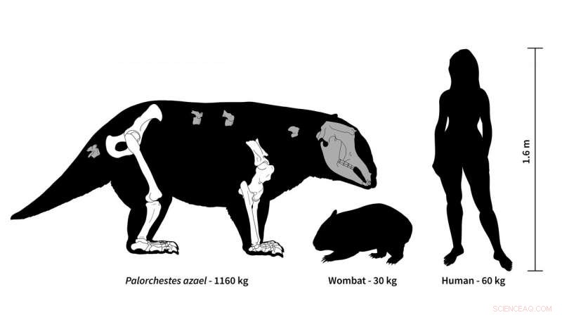 Australia s Ancient Giants: Marsupial Megafauna Weighing Over 1,000 kg