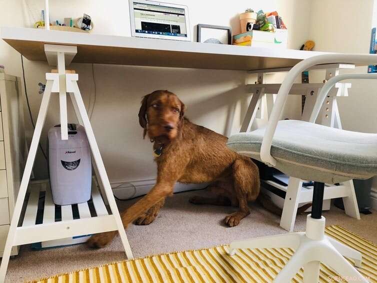 The Rise of Dog-Friendly Workplaces: Boosting Morale and Productivity