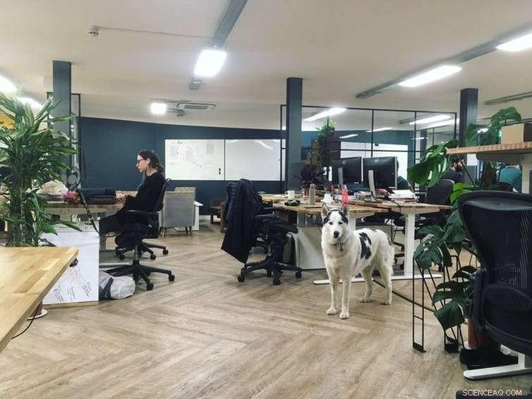 The Rise of Dog-Friendly Workplaces: Boosting Morale and Productivity
