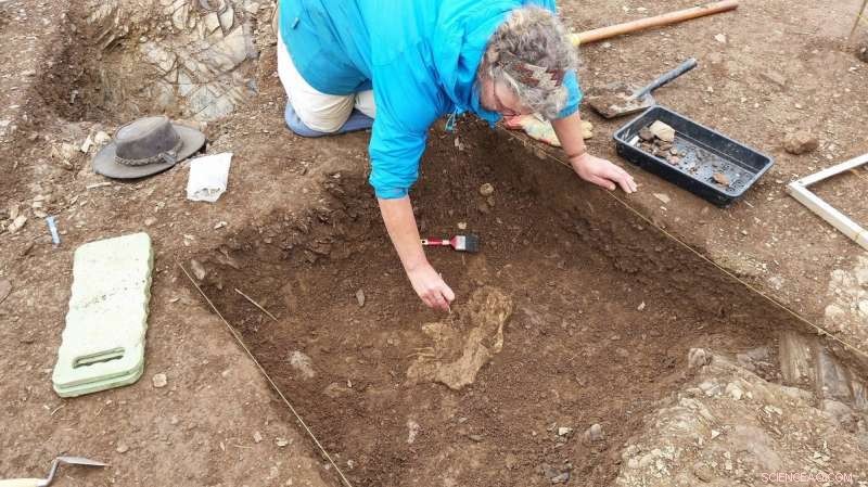 Rare Roman Cattle Bones Reveal Ancient Farming Practices