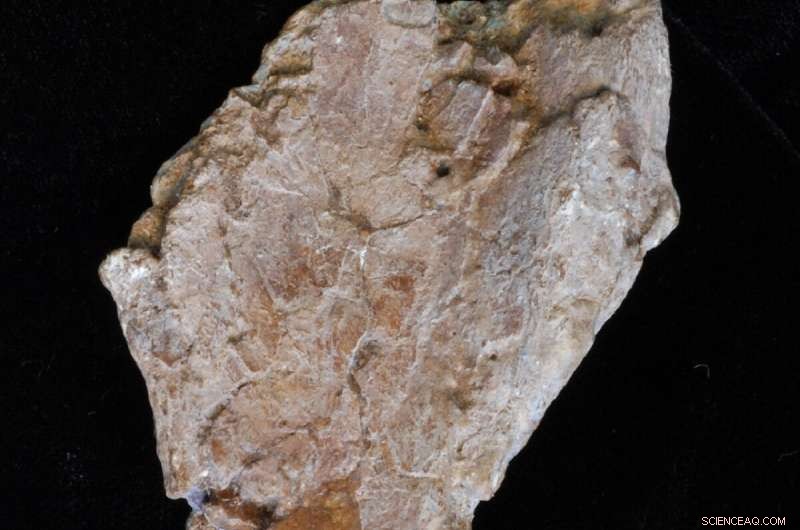 Groundbreaking 10-Million-Year-Old Fossil Sheds Fresh Insight into Human Evolution