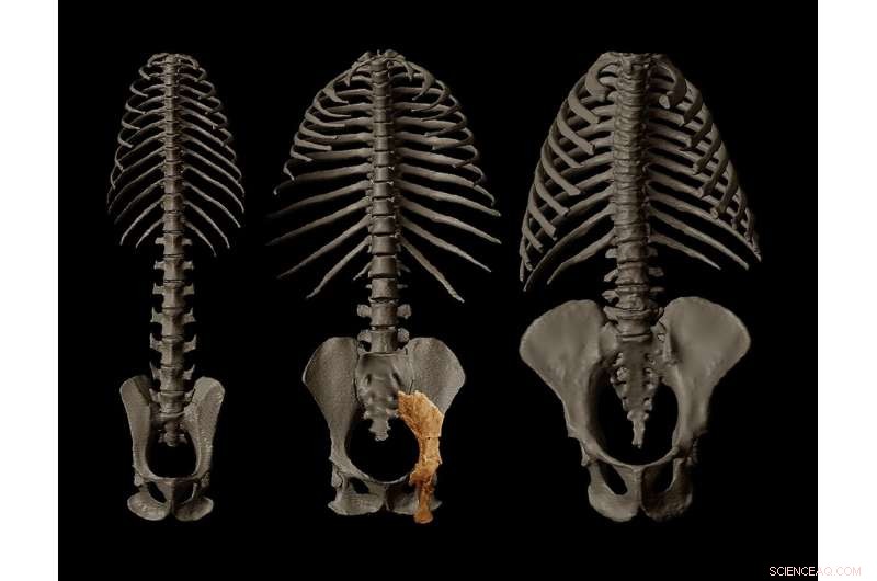 Groundbreaking 10-Million-Year-Old Fossil Sheds Fresh Insight into Human Evolution